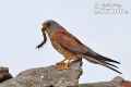 Степная пустельга фото (Falco naumanni) - изображение №737 onbird.ru.<br>Источник: www.naturephoto-cz.com
